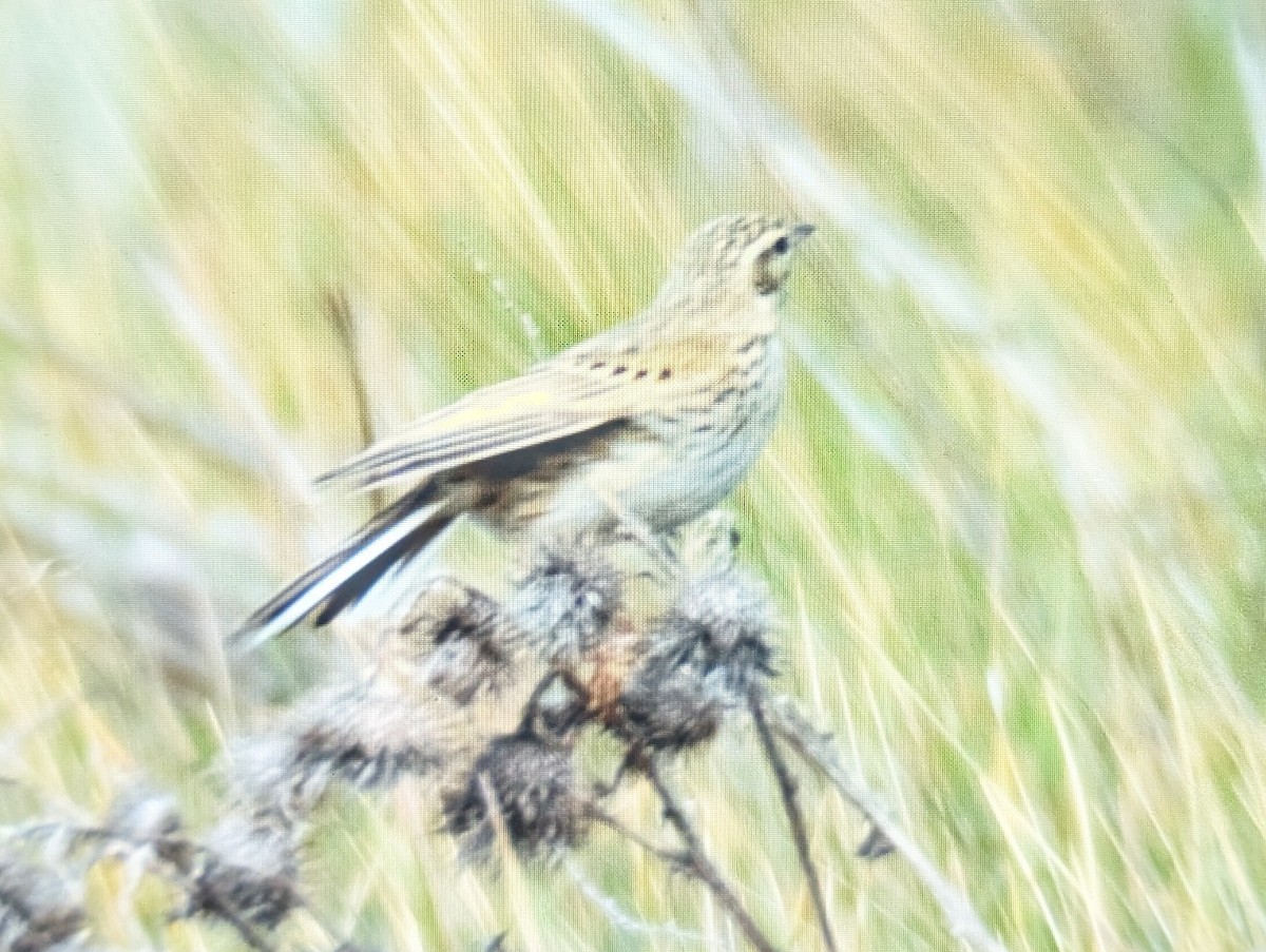 Australian Pipit - ML642185687