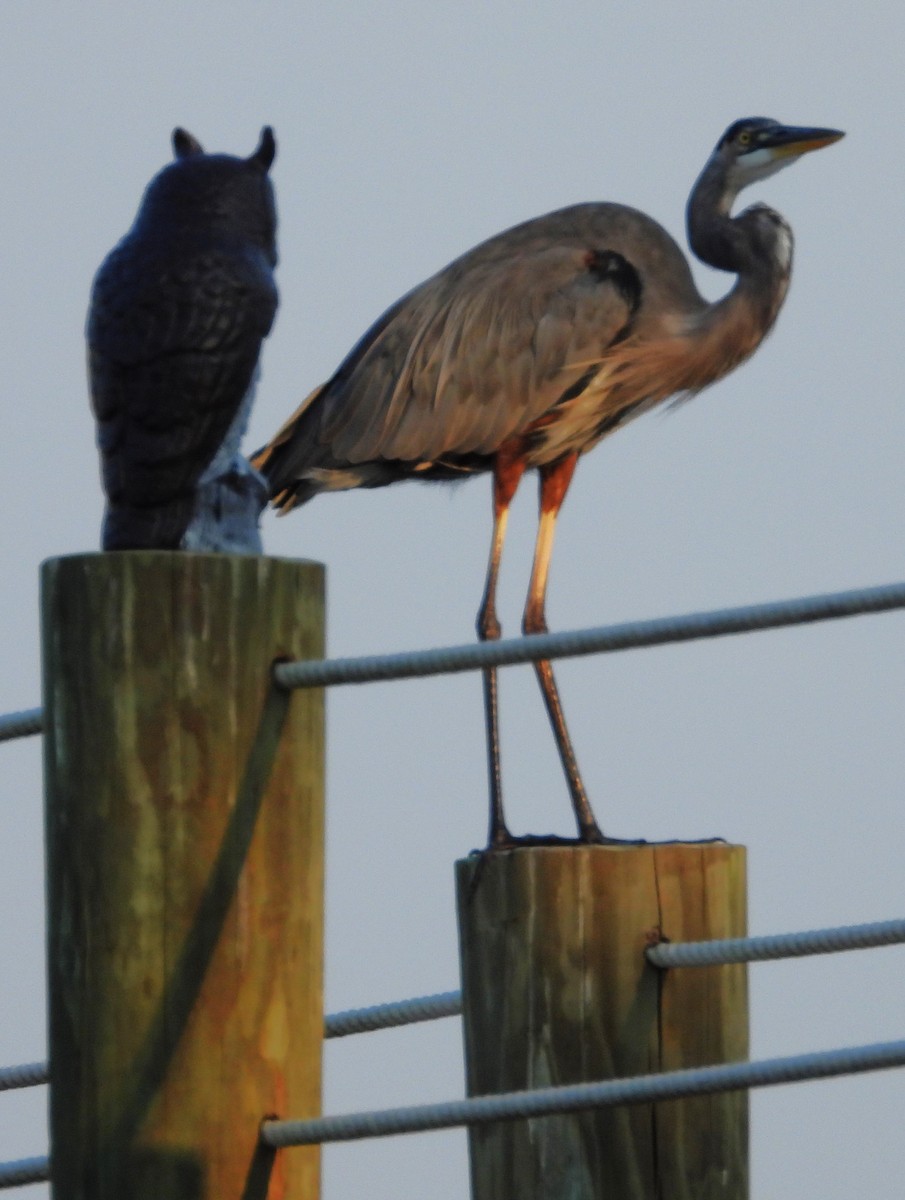 Great Blue Heron (Great Blue) - ML642185689
