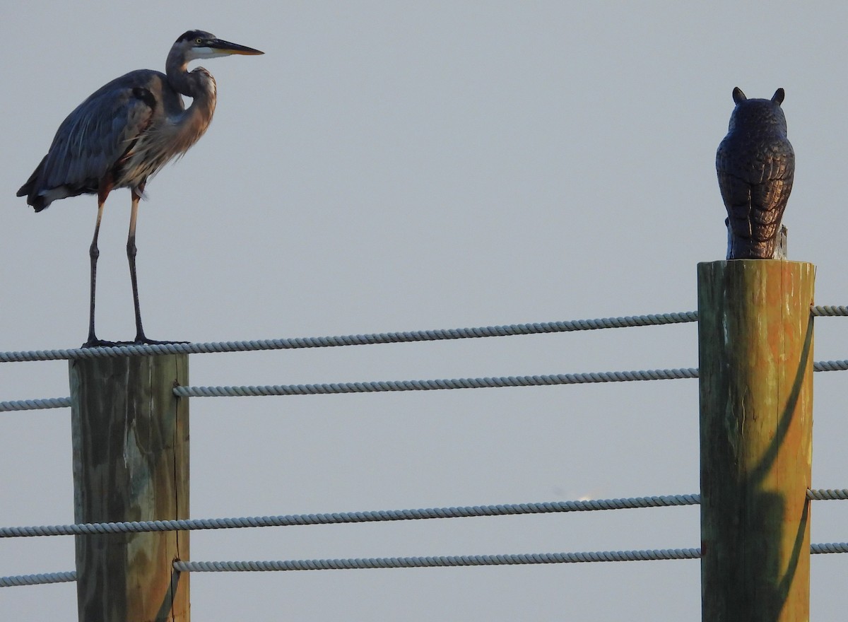 Great Blue Heron (Great Blue) - ML642185690