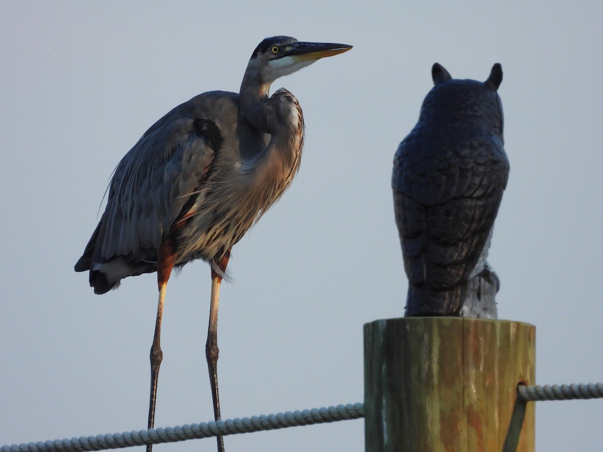 Great Blue Heron (Great Blue) - ML642185691