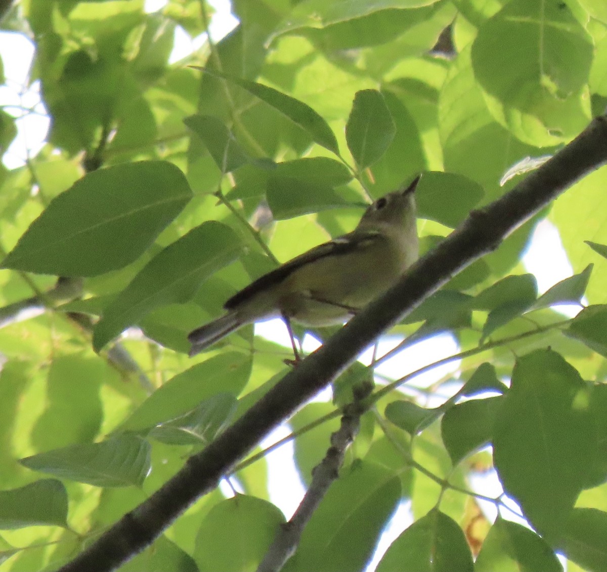 Ruby-crowned Kinglet - ML642185699