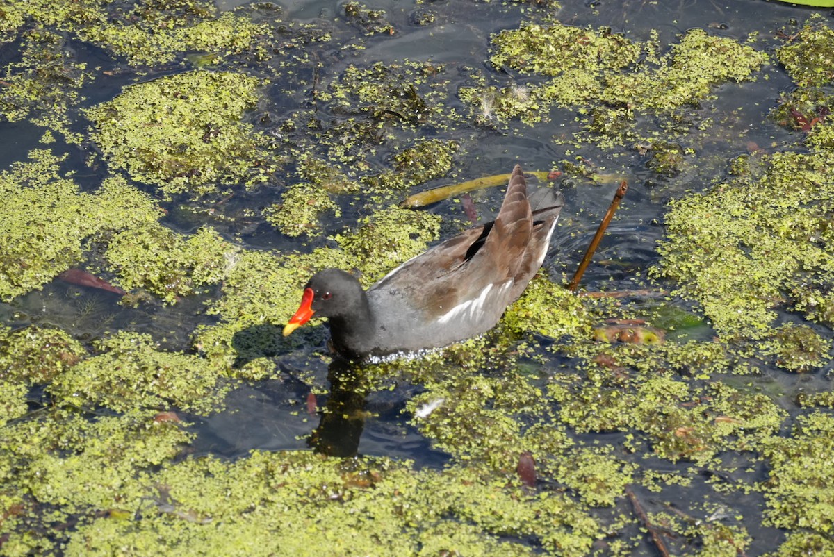 Eurasian Moorhen - ML642185705