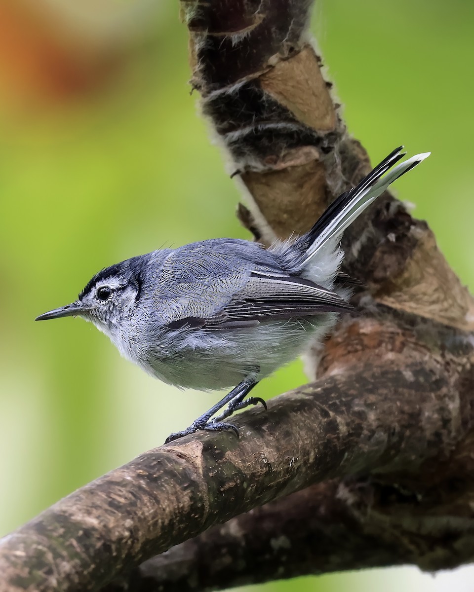White-browed Gnatcatcher - ML642185728