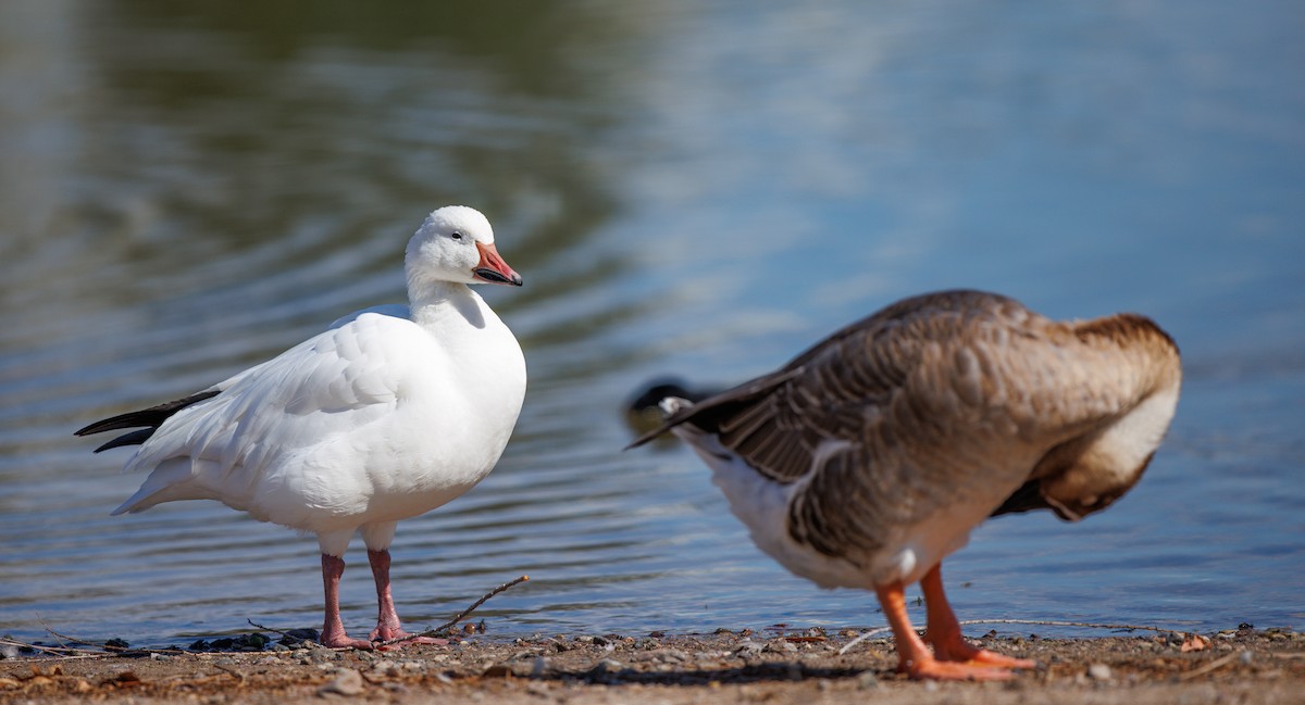Snow Goose - ML642185730