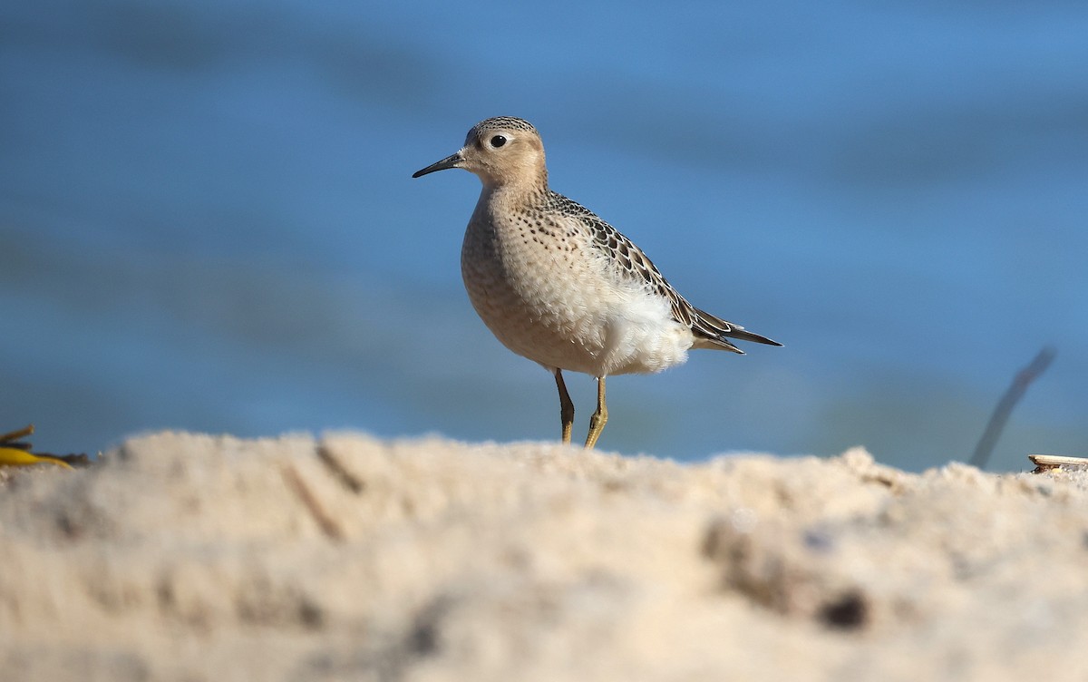Buff-breasted Sandpiper - ML642185738