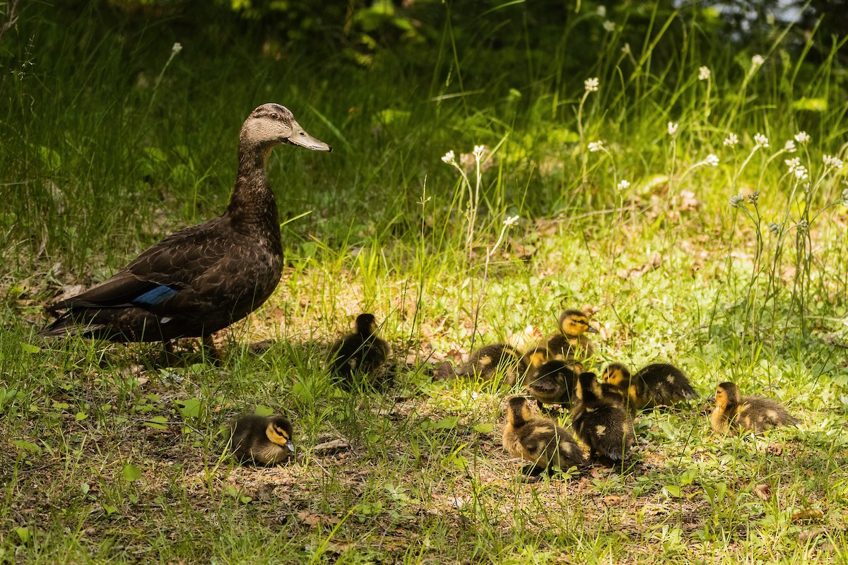 American Black Duck - ML642185744