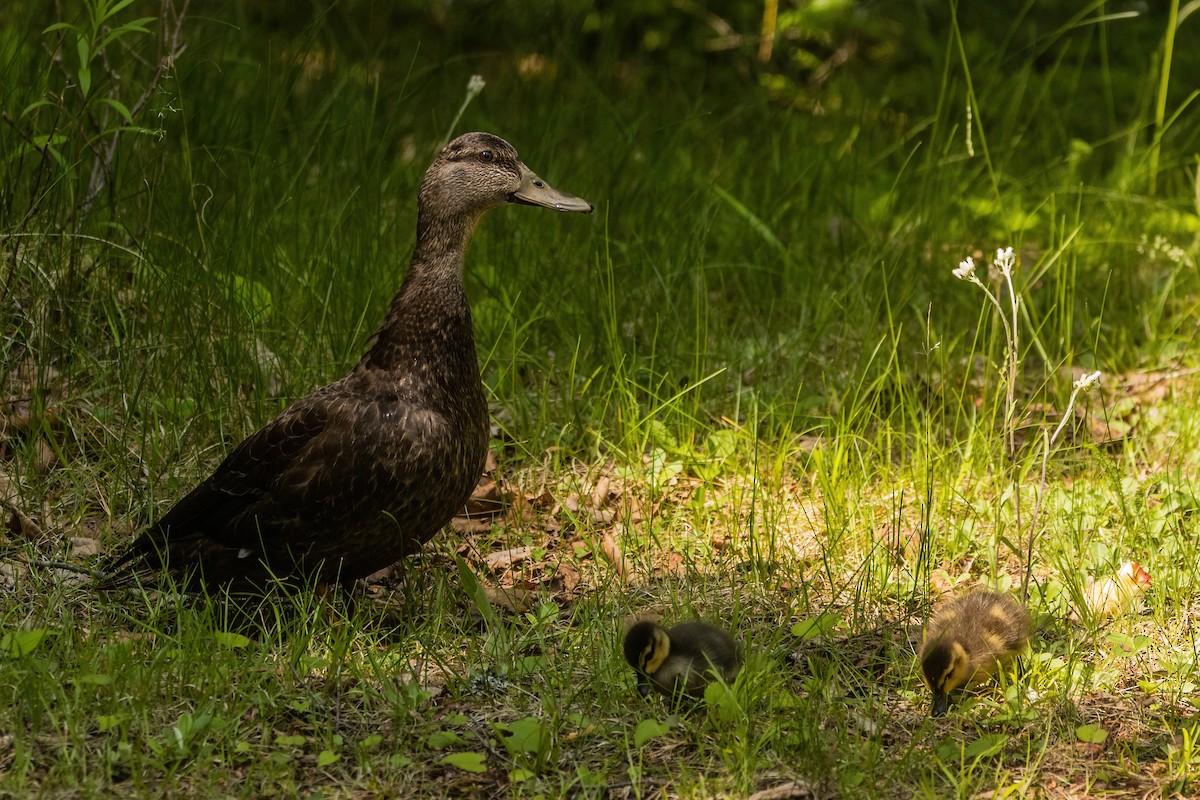 American Black Duck - ML642185746