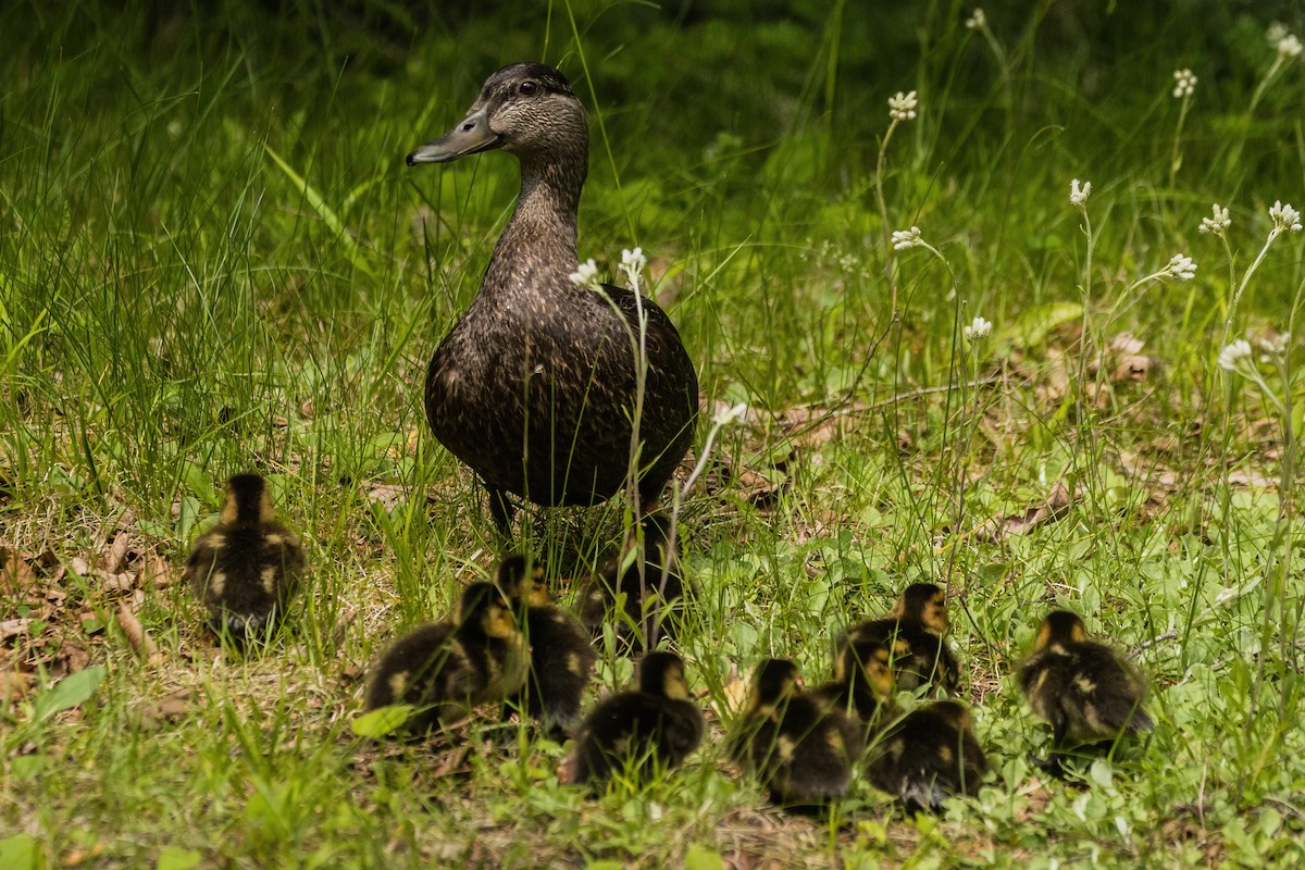 American Black Duck - ML642185747