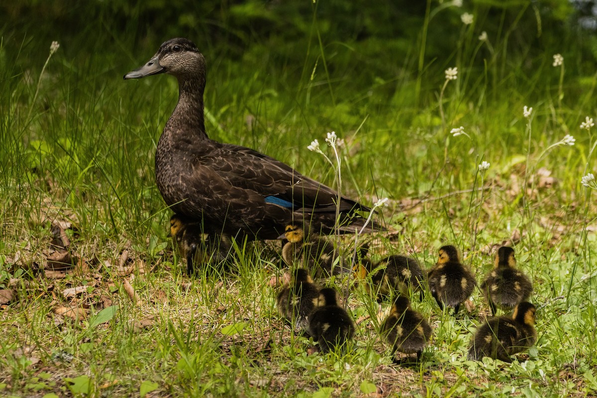 American Black Duck - ML642185748