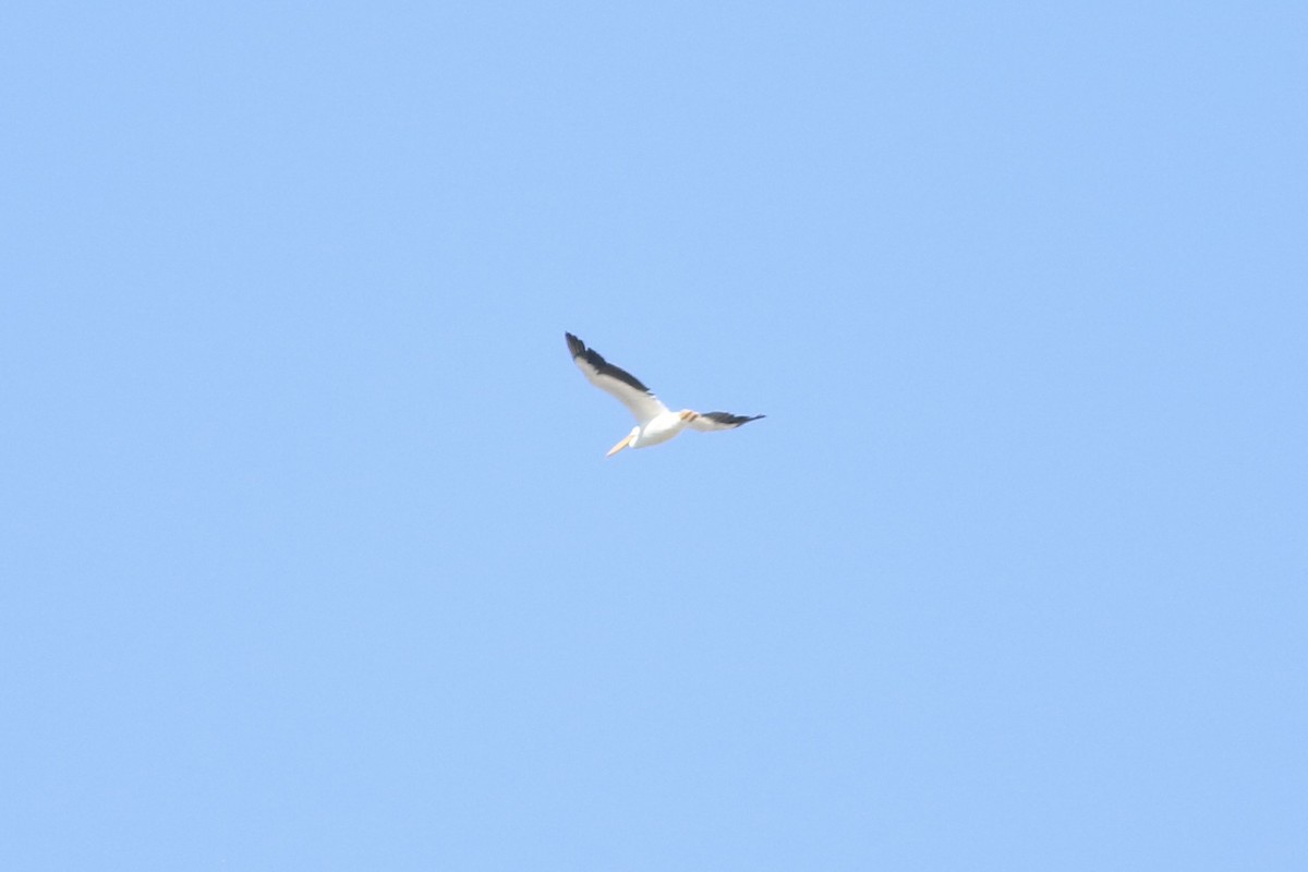 American White Pelican - ML642185760