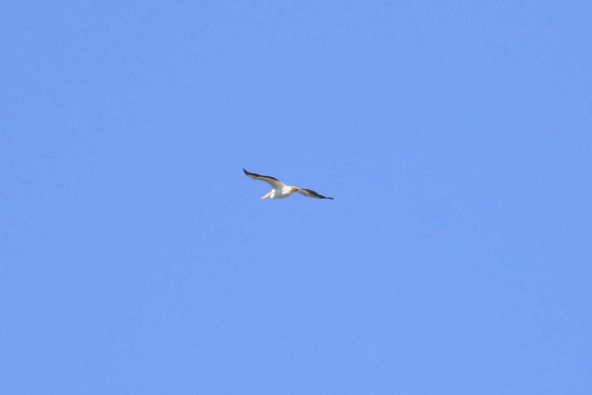 American White Pelican - ML642185761