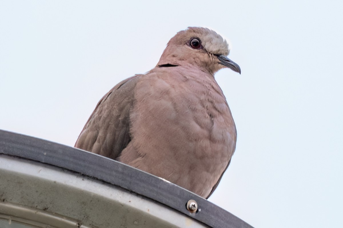 Red-eyed Dove - ML642185789