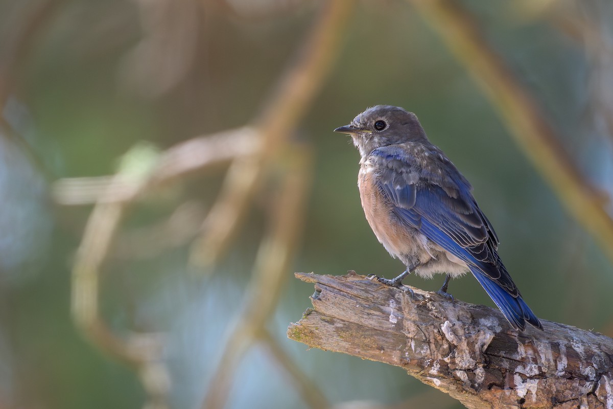 Western Bluebird - ML642185791