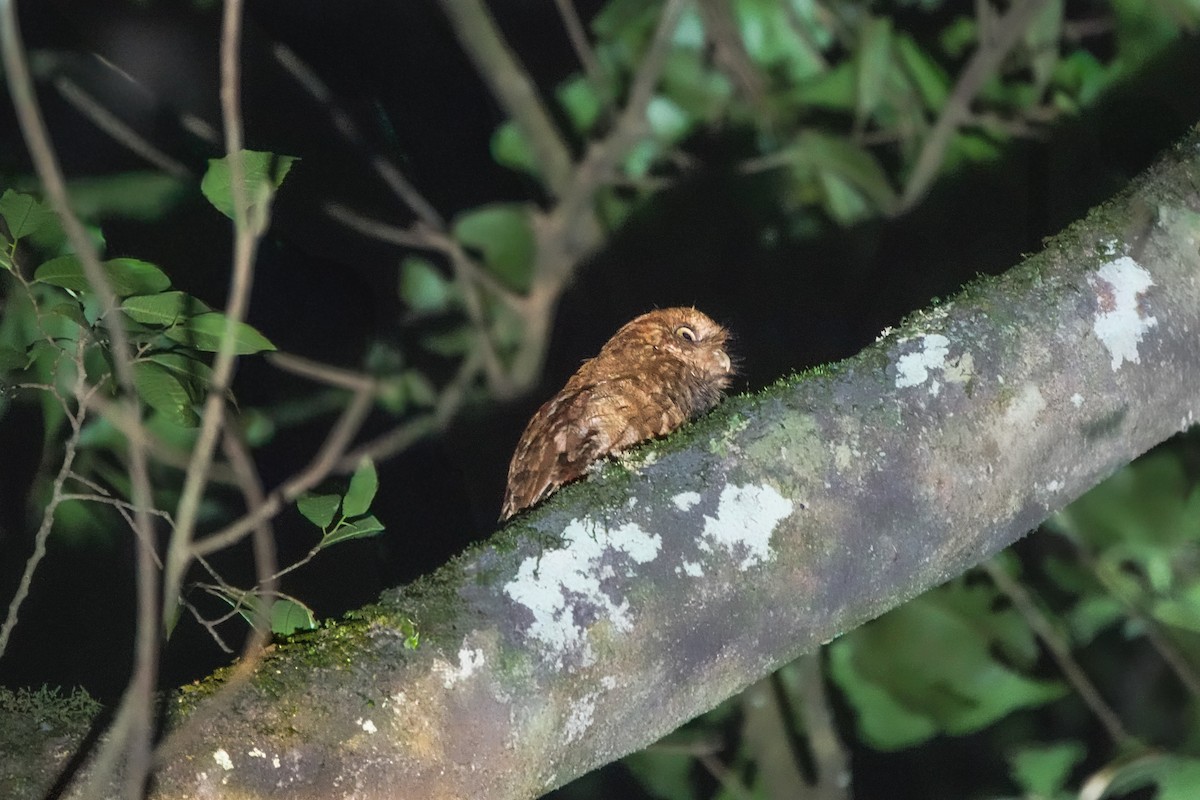 Santa Marta Screech-Owl - ML642185799