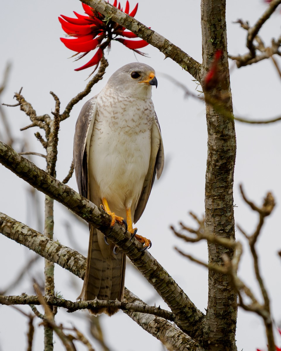 Gray Goshawk - ML642185803