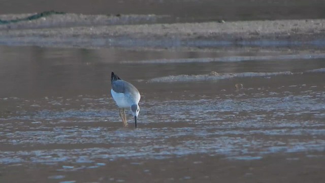 アメリカヒレアシシギ - ML642185804
