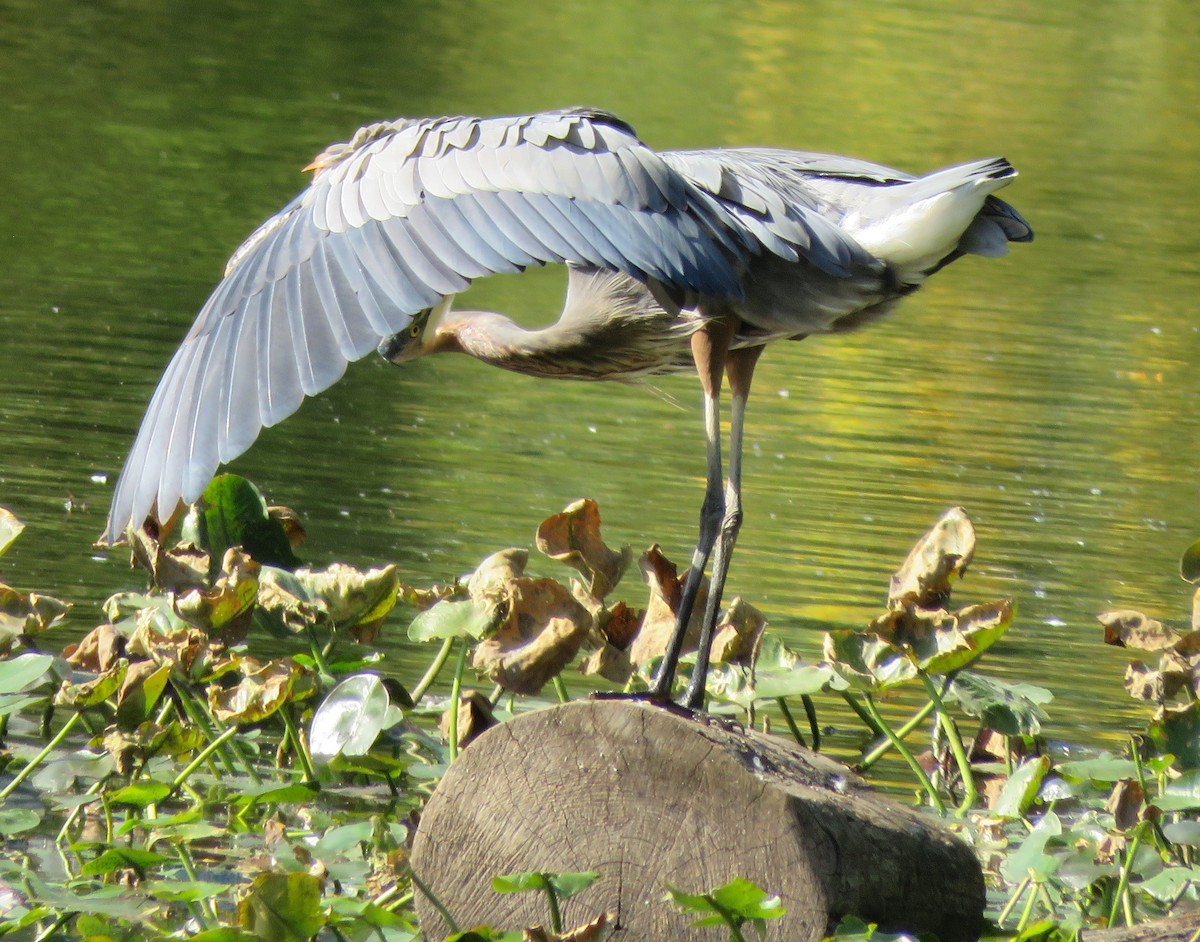 Great Blue Heron - ML642185834