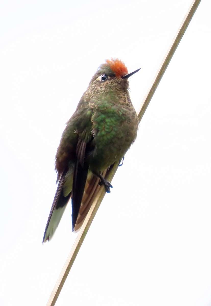 Rainbow-bearded Thornbill - ML642185852