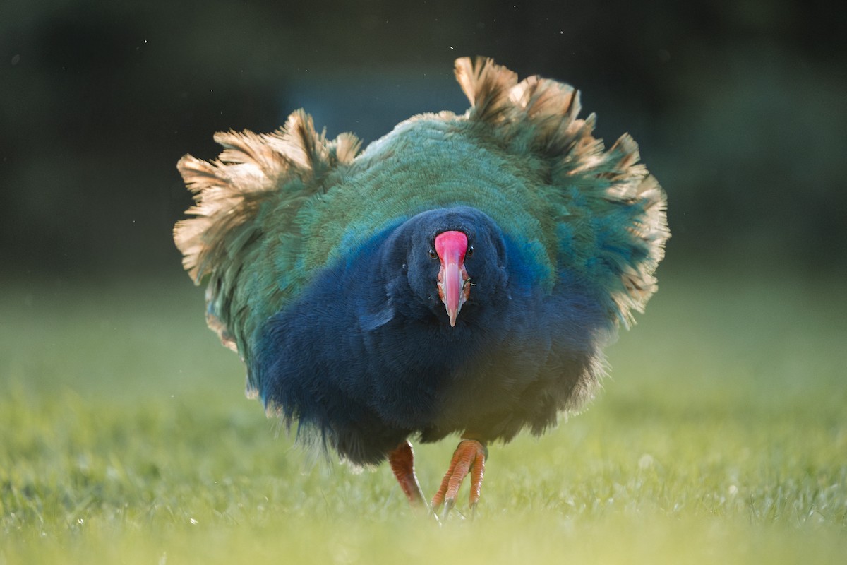 South Island Takahe - ML642185896