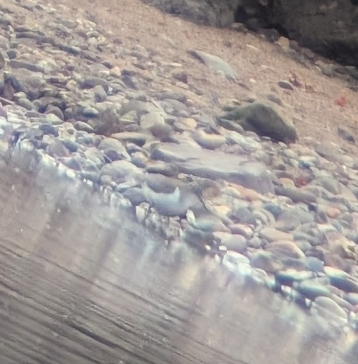 Spotted Sandpiper - ML642185897
