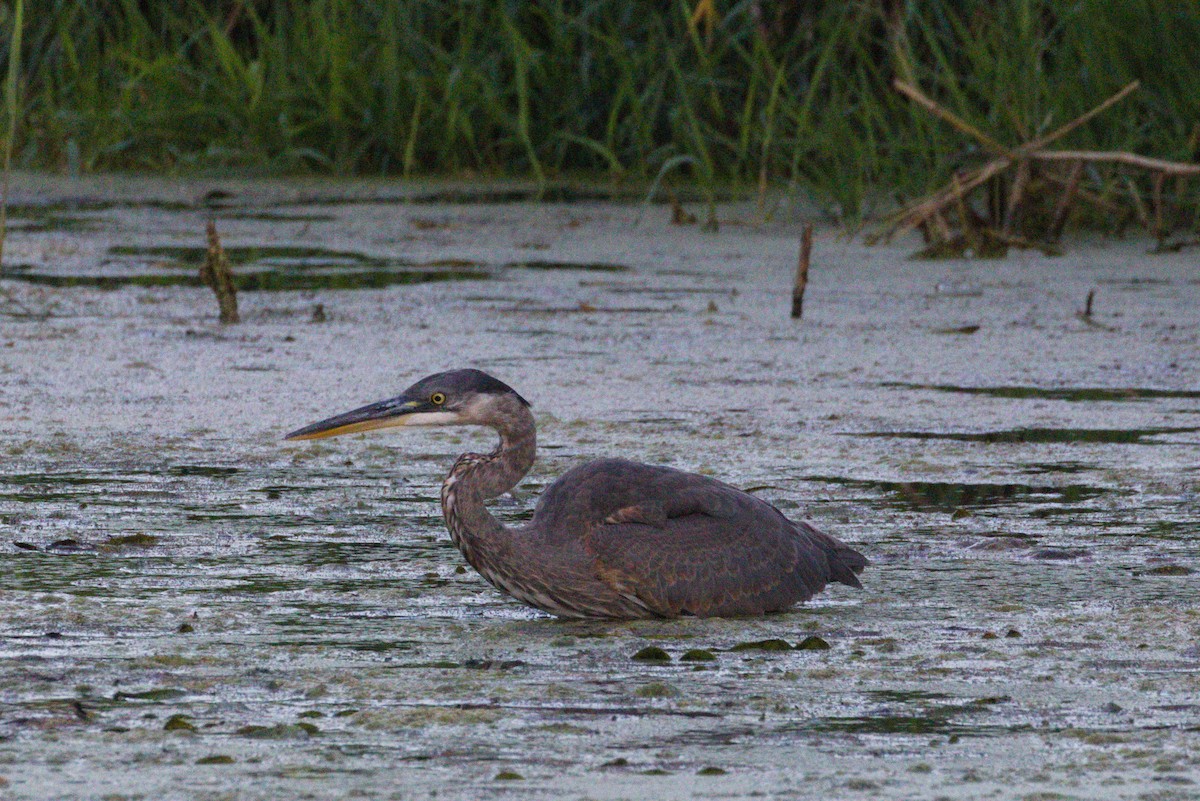 Great Blue Heron - ML642185914