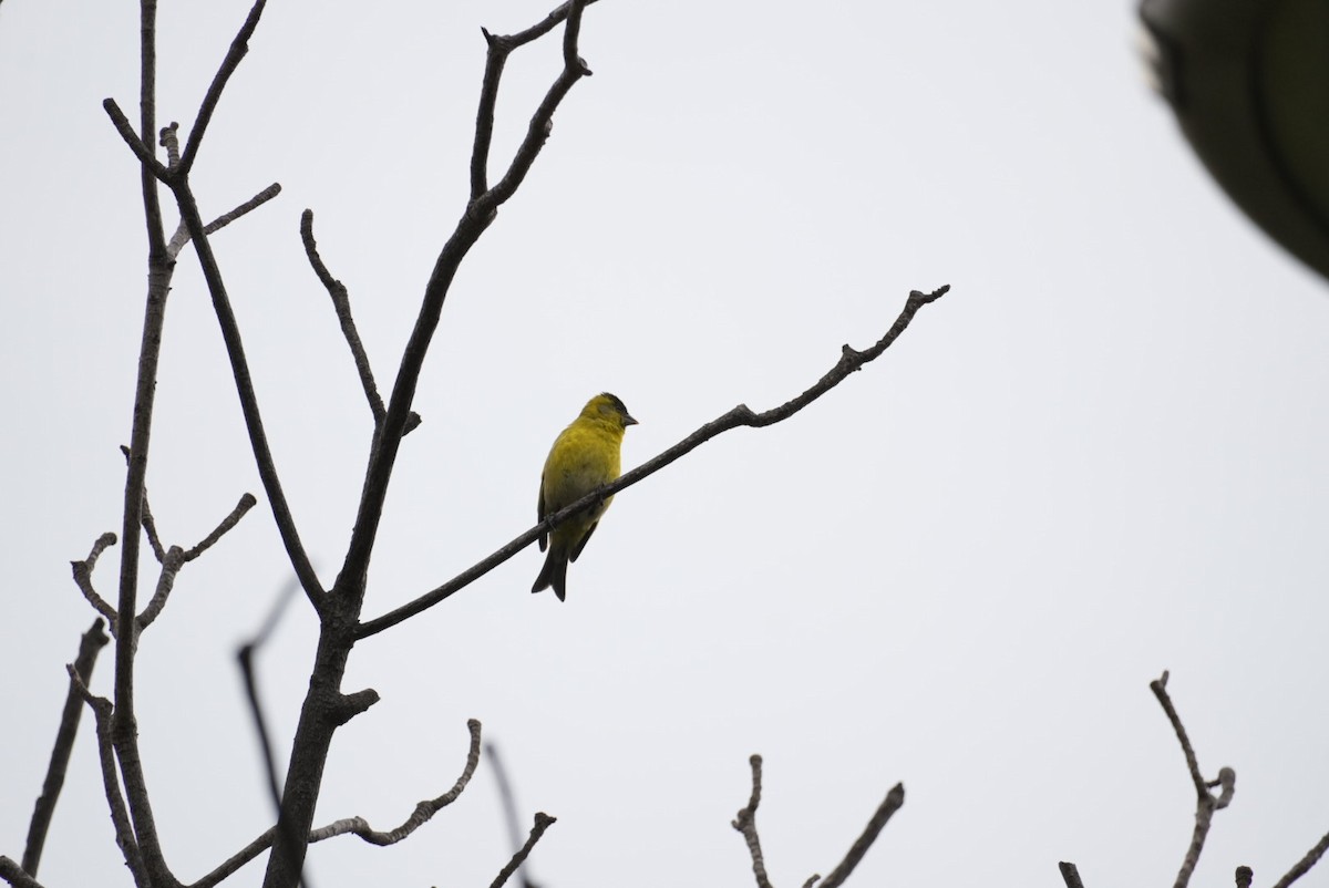 Black-chinned Siskin - ML642185918