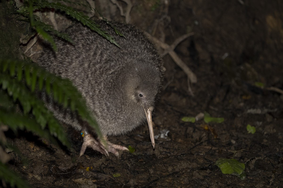 Little Spotted Kiwi - ML642185920