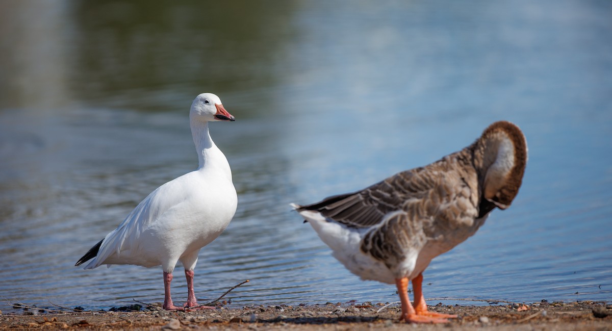 Snow Goose - ML642185921