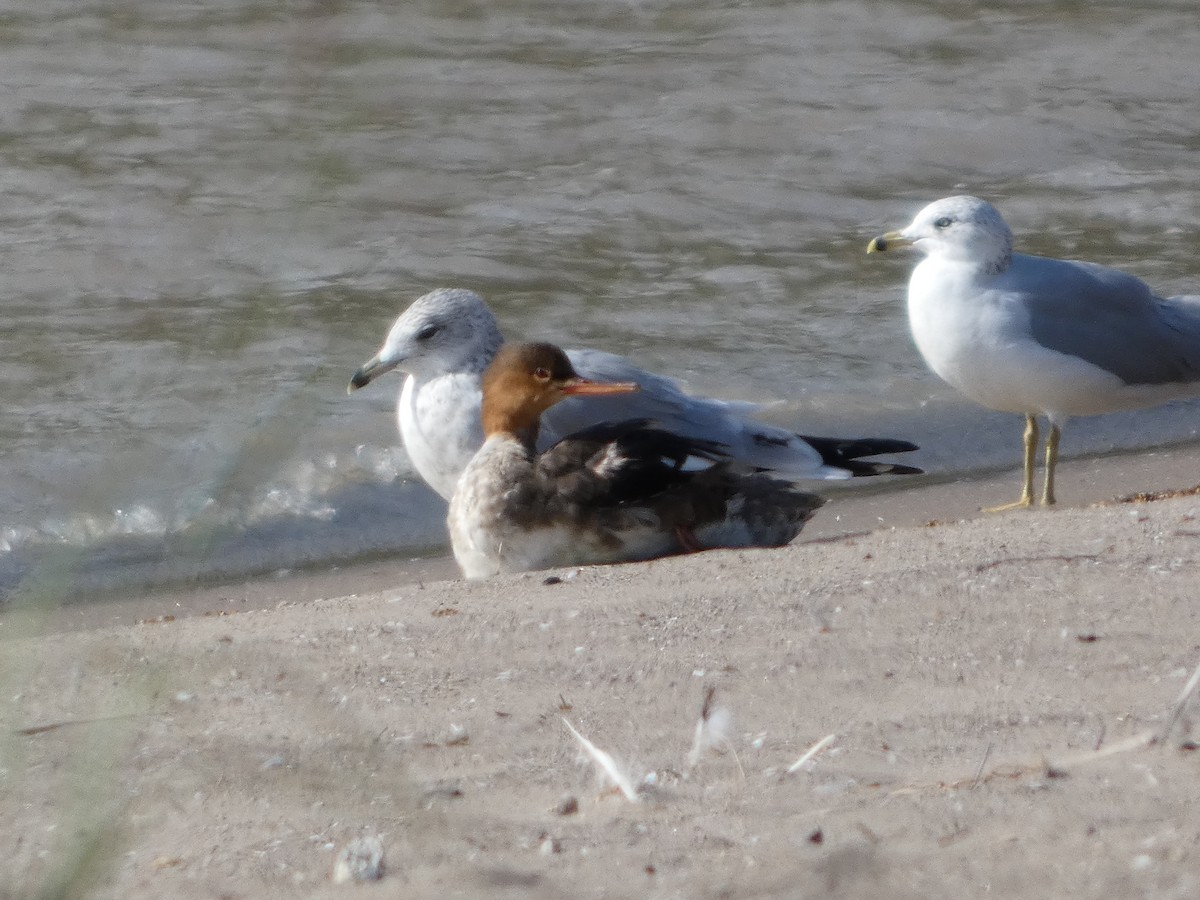 Red-breasted Merganser - ML642185931