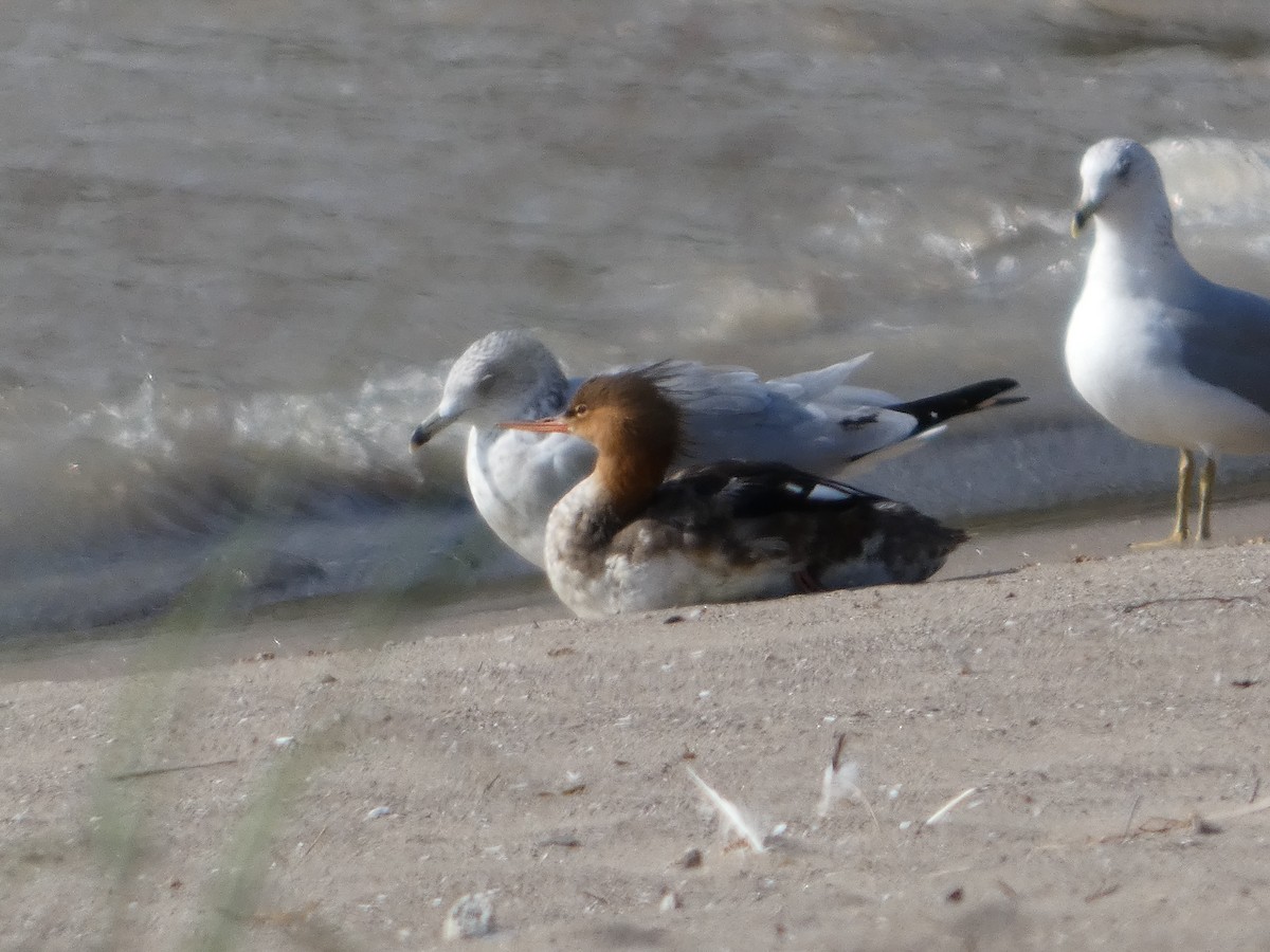 Red-breasted Merganser - ML642185932