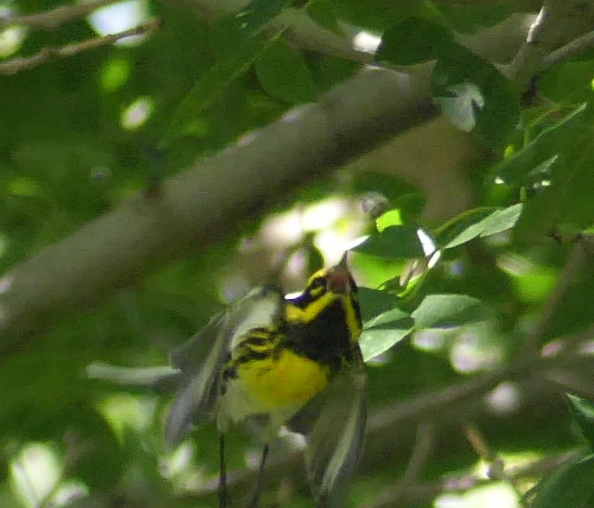 Townsend's Warbler - ML642185933