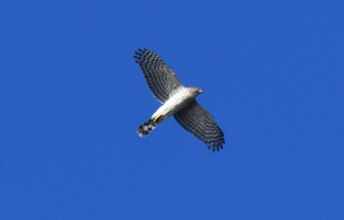 Cooper's Hawk - ML642185948