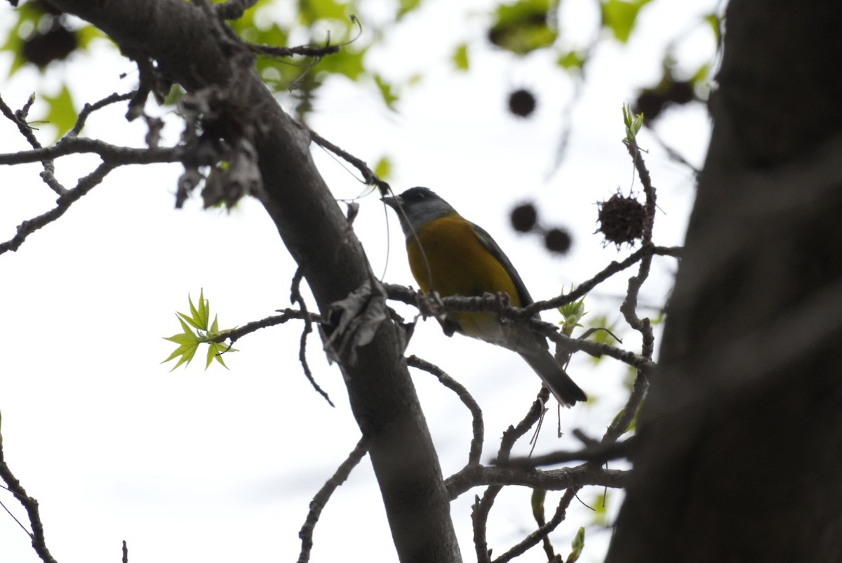 Gray-hooded Sierra Finch - ML642185951