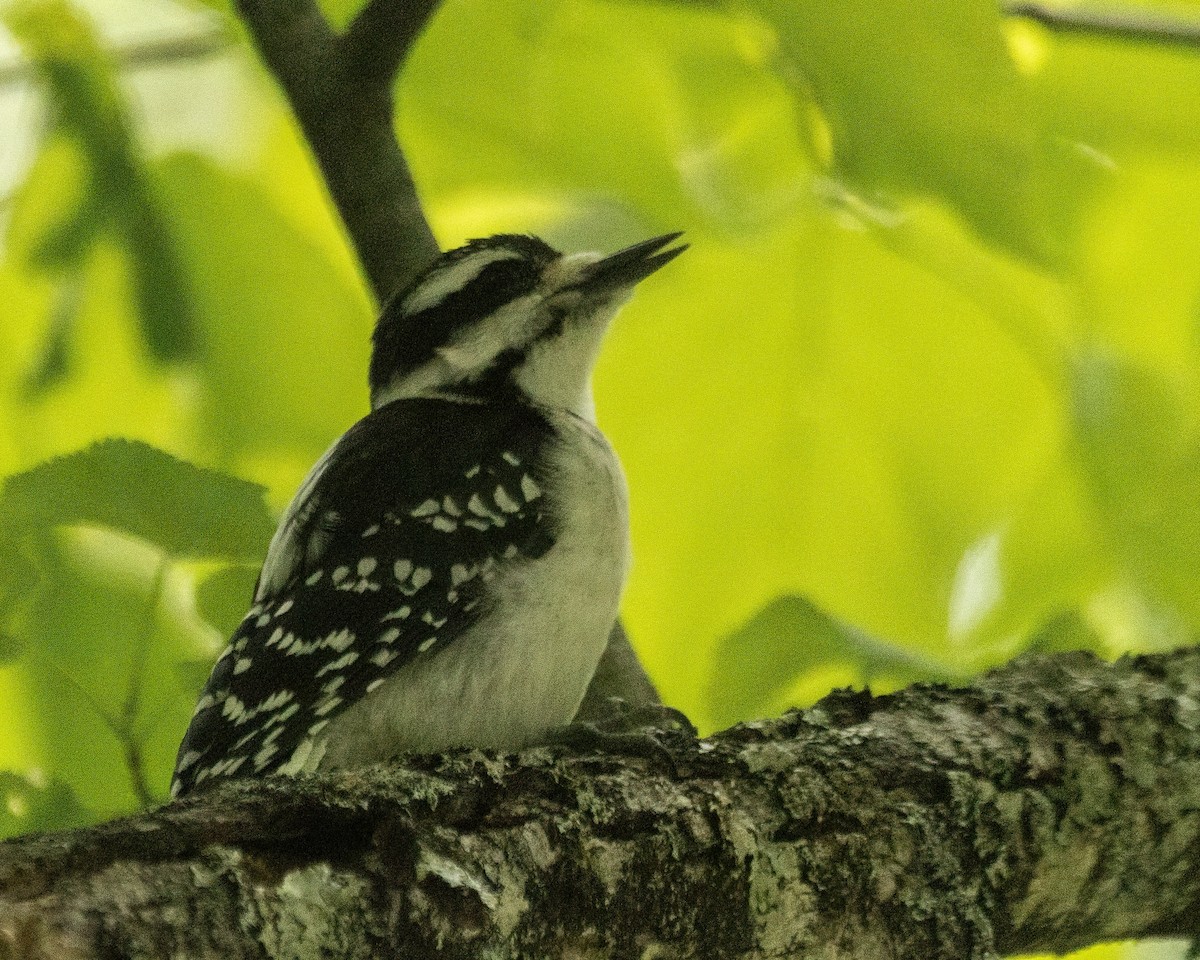 Hairy Woodpecker - ML642185962