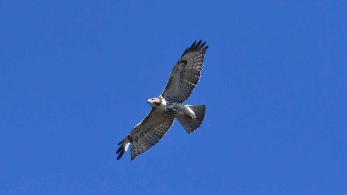 Red-tailed Hawk - ML642185966