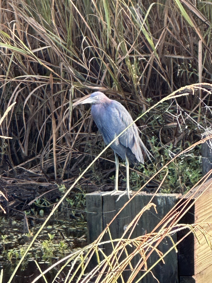 Little Blue Heron - ML642185971
