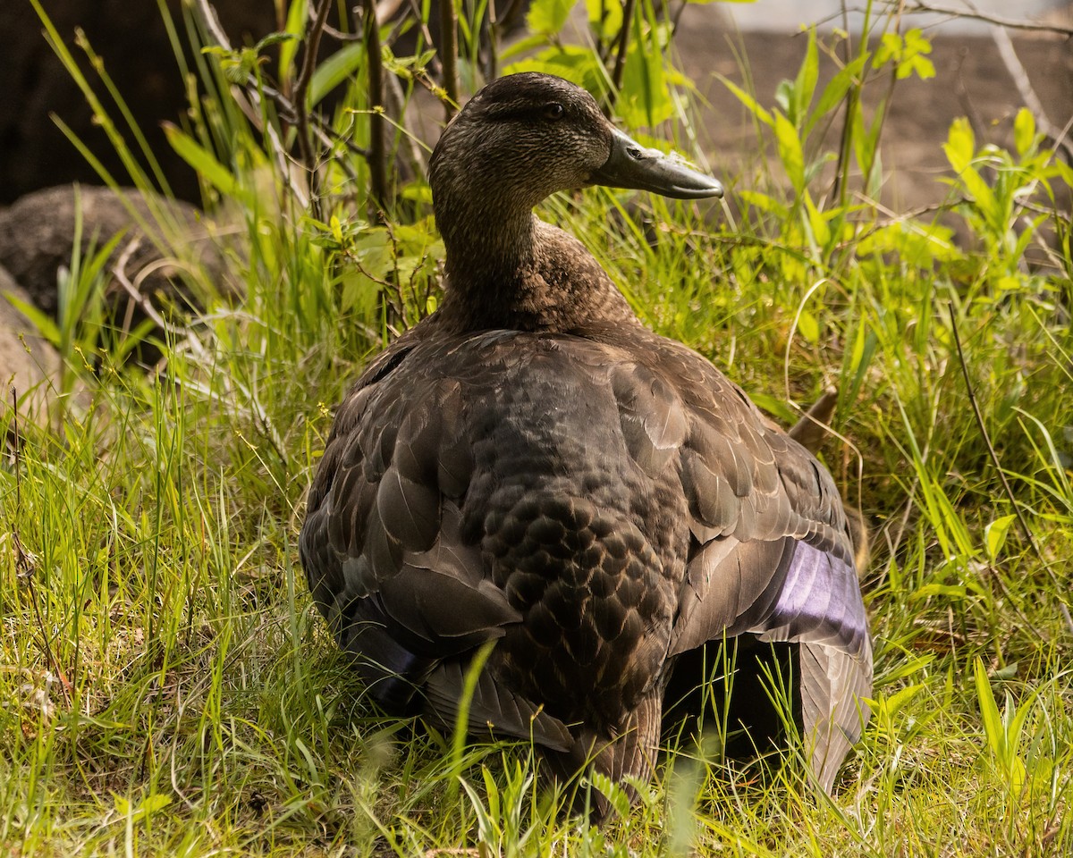 American Black Duck - ML642185977