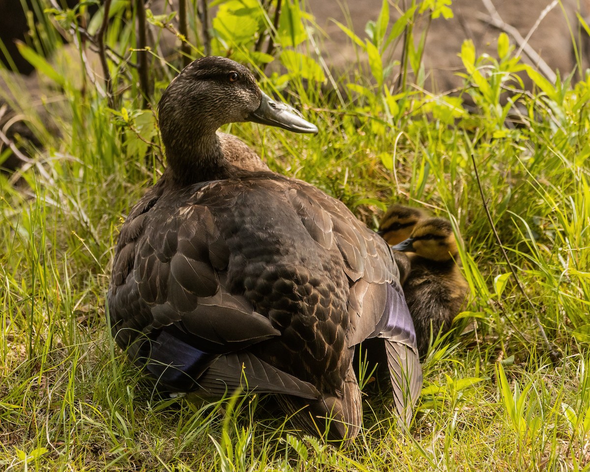 American Black Duck - ML642185978