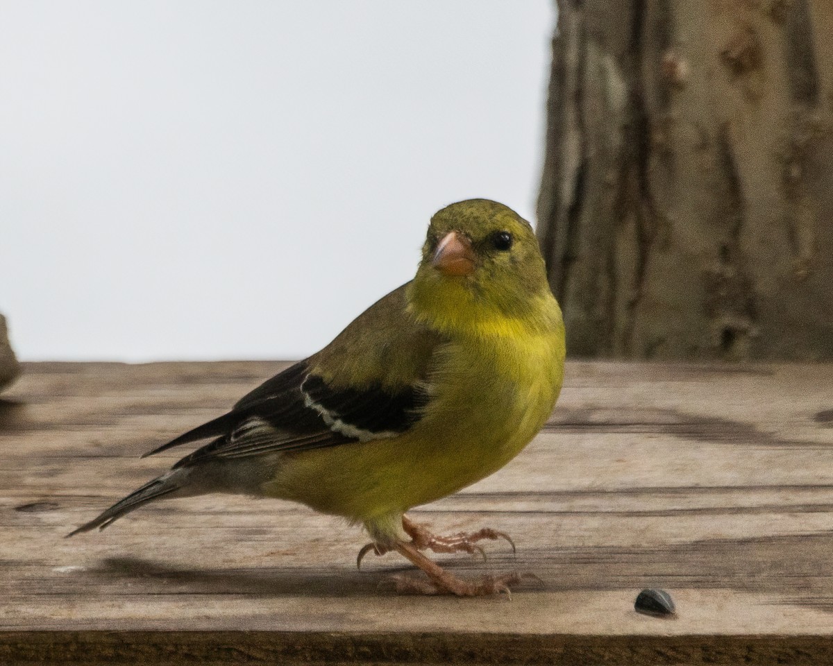 American Goldfinch - ML642185986