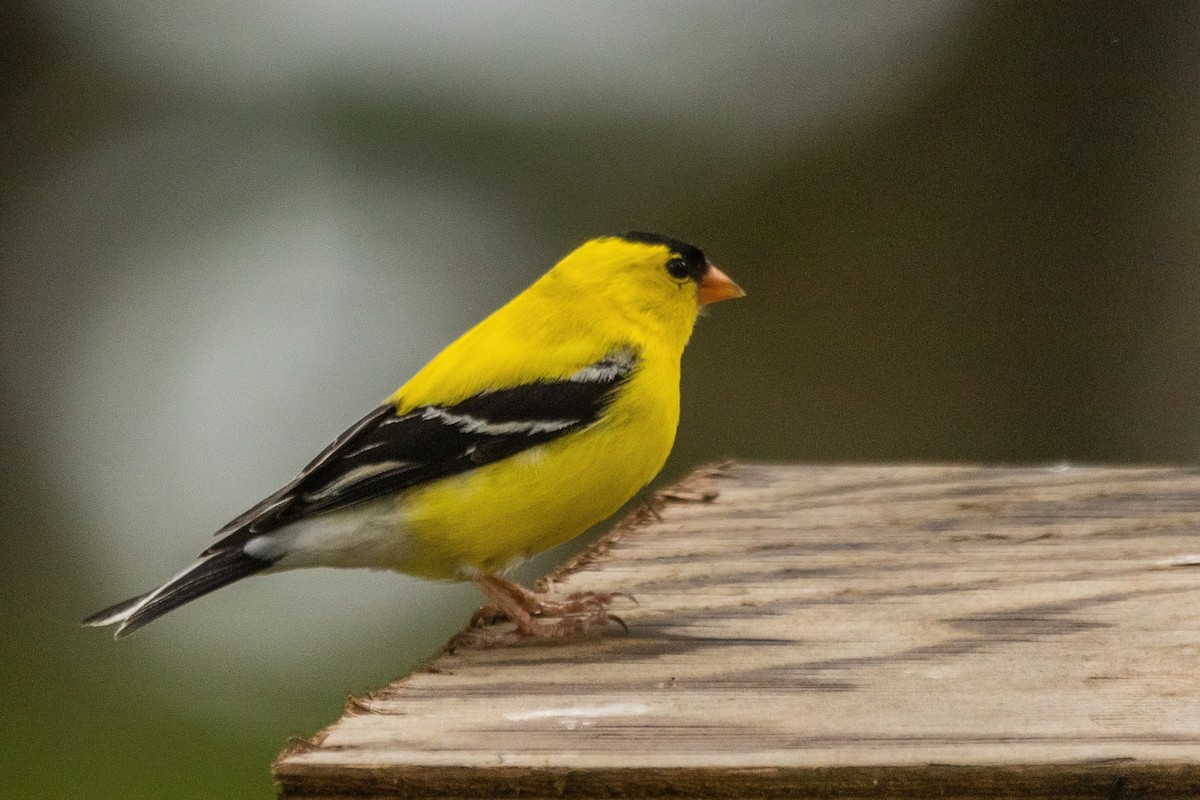 American Goldfinch - ML642185987