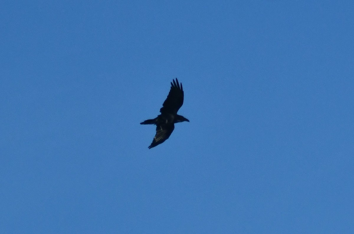 Common Raven - ML642185991