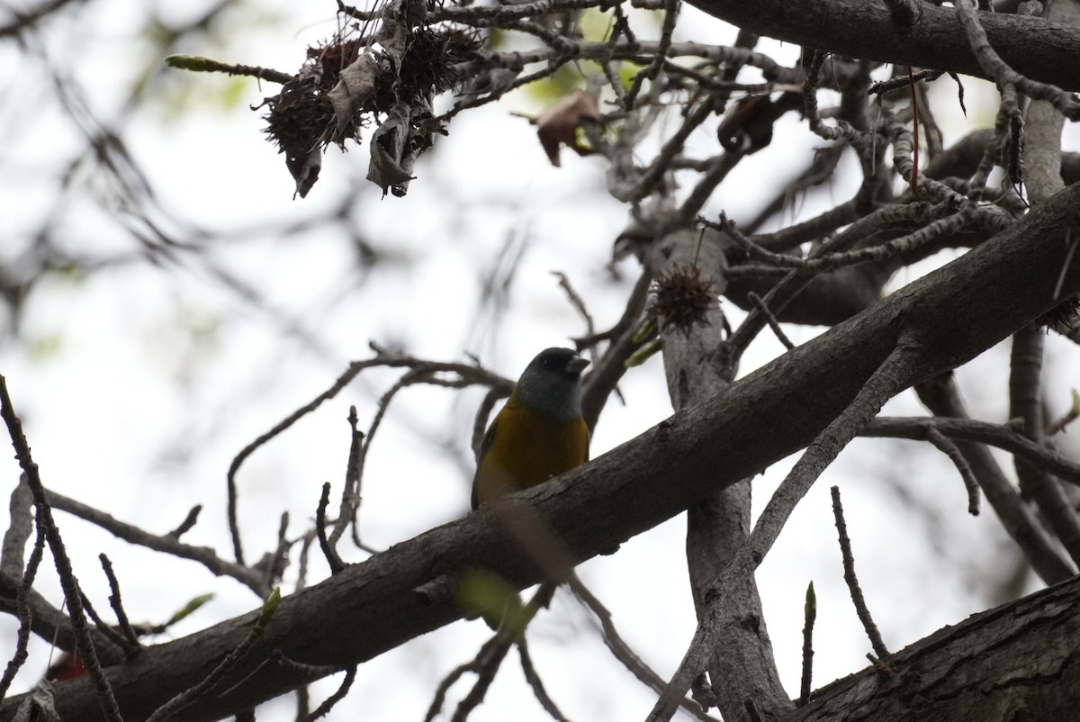 Gray-hooded Sierra Finch - ML642185992