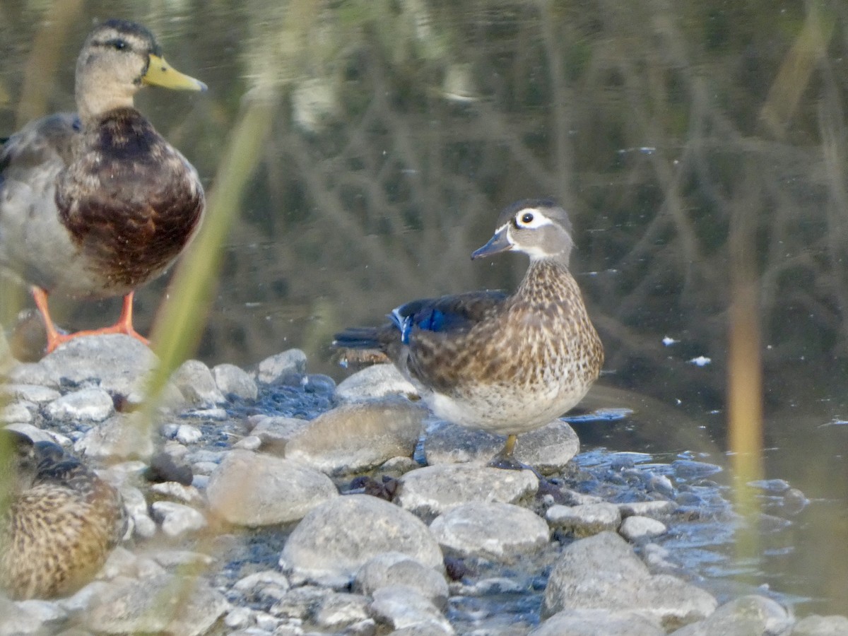 Wood Duck - ML642185994