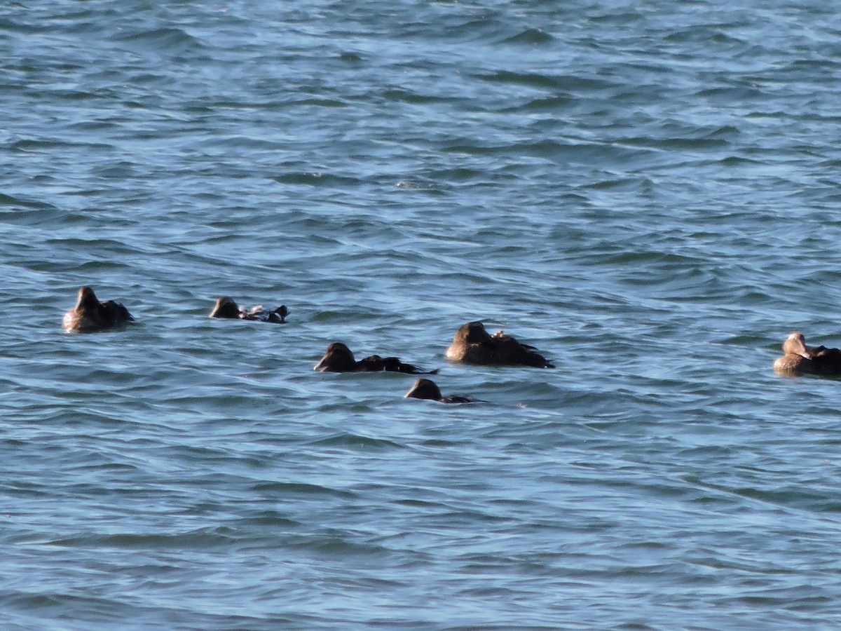 Common Eider - ML642186000