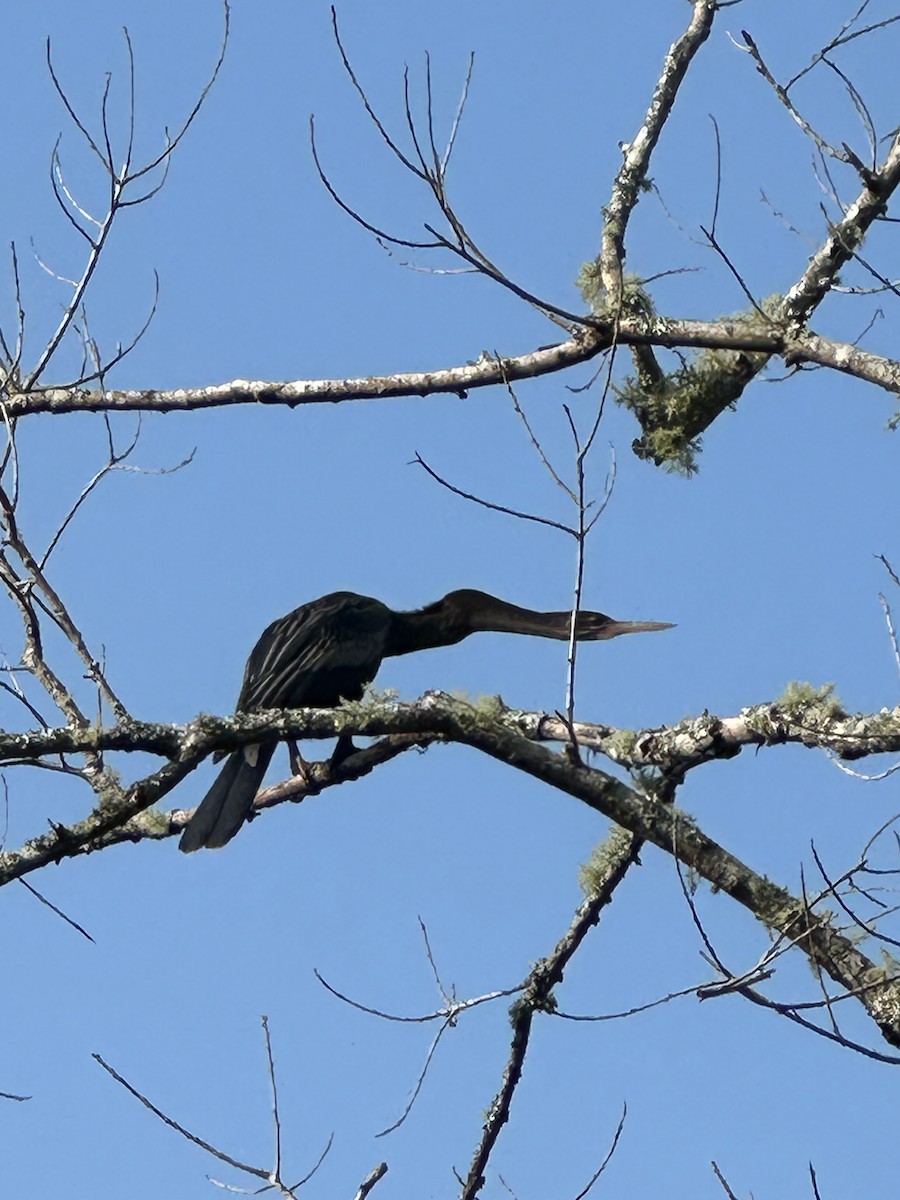 Anhinga - ML642186008