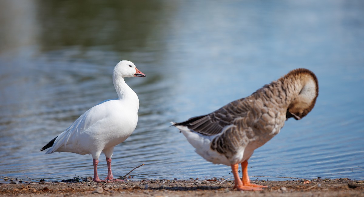 Snow Goose - ML642186016