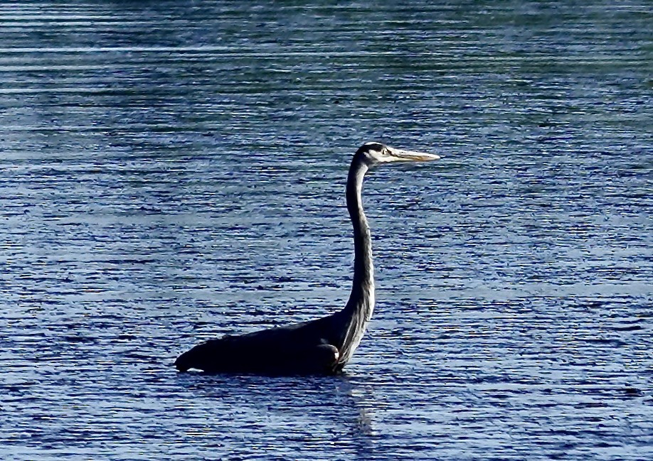 Great Blue Heron - ML642186032