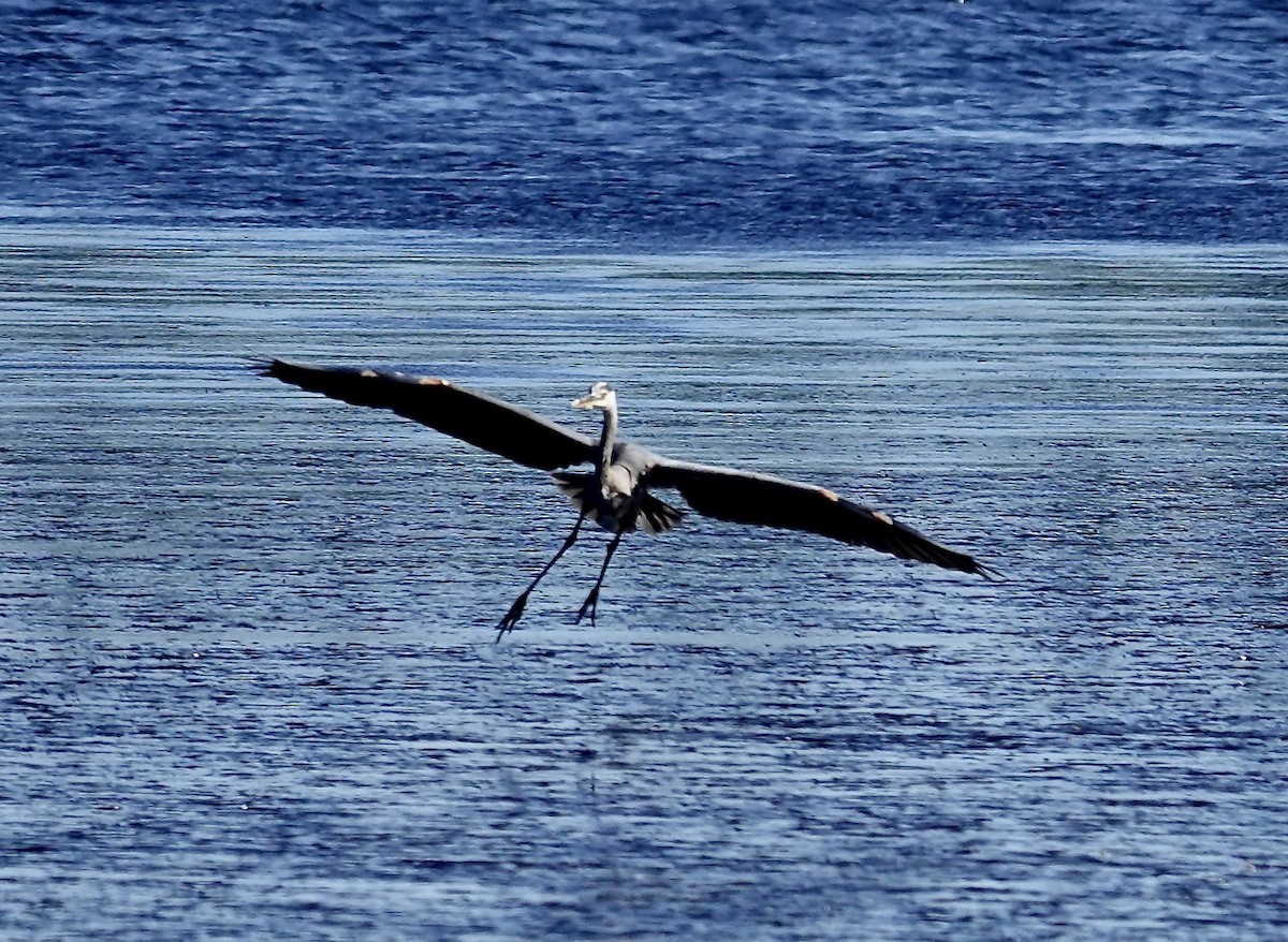 Great Blue Heron - ML642186033