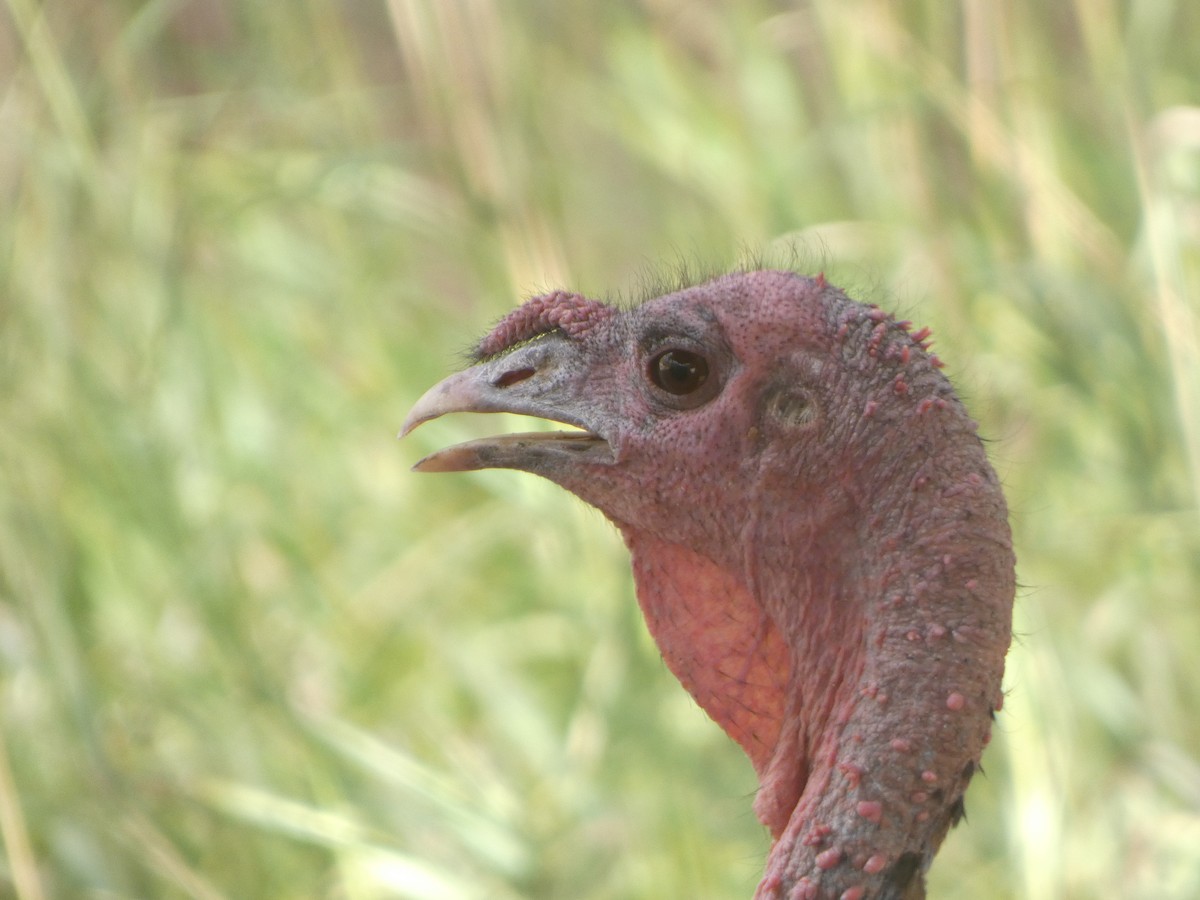 Wild Turkey - ML642186060