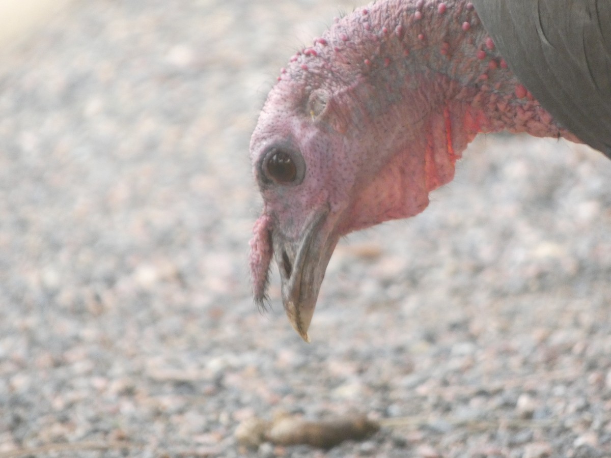 Wild Turkey - ML642186076